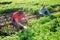 Farm workers gathering young parsley on plantation