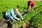 Farm workers gathering young parsley on plantation