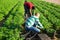 Farm workers gathering young parsley on plantation