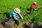 Farm workers gathering young parsley on plantation