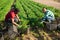 Farm workers gathering young parsley on plantation