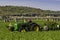 Farm workers harvesting carrots