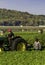 Farm workers harvesting carrots - vertical