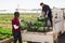 Farm workers loading boxes with lettuce in truck