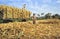 Farm workers loading harvested sugarcane