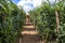 Farm workers make tomato harvest