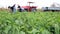 Farm Workers Picking Peppers