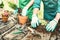 Farm workers taking care on small basil plants at alternative farm