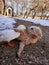 Farm yard friends playing together.