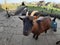 Farm on the Zaandam river. close-up of a horny shaggy brown-haired goat