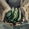 Farmer Adult Man Holding Fresh Tasty Green Pea in Garden