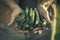 Farmer Adult Man Holding Fresh Tasty Green Pea in Garden