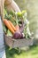 Farmer Adult Man Holding Fresh Tasty Vegetables in Wooden Box in