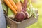 Farmer Adult Man Holding Fresh Tasty Vegetables in Wooden Box in