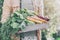 Farmer Adult Man Holding Fresh Tasty Vegetables in Wooden Box in Garden Early Morning