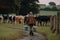 farmer against the background of a herd of cows with cans of milk