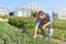 Farmer in agriculture cultivating vegetables - greenhouses in th