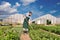 Farmer in agriculture cultivating vegetables - greenhouses in th