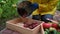 Farmer agriculturist pours the dug out young potatoes into wooden crate, sitting by the beds of ripening tomatoes. Crop