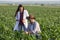 Farmer and agronomist in corn field