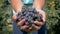 Farmer agronomist hands holding handful of ripe black grapes shows in the camera