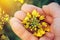 Farmer agronomist holding rapeseed canola flower