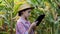 Farmer or an agronomist inspect a field of corn cobs. The concept of agricultural business. Agronomist with tablet checks the corn