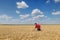 Farmer or agronomist inspect wheat field