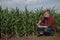 Farmer or agronomist inspecting corn field
