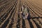 Farmer or agronomist inspecting cultivated field