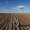 Farmer or agronomist inspecting cultivated field