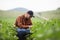 A farmer agronomist inspects green soybeans growing in a field. Agriculture