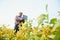 A farmer agronomist inspects soybeans growing in a field. Agriculture