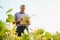 A farmer agronomist inspects soybeans growing in a field. Agriculture