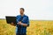 A farmer agronomist inspects soybeans growing in a field. Agriculture