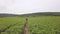 Farmer agronomist monitors the soybean harvest. Top view of a green soybean field