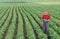 Farmer or agronomist in soy bean field with tablet