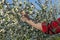 Farmer or agronomist touching blossoming cherry branch