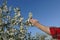 Farmer or agronomist touching blossoming cherry branch