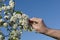Farmer or agronomist touching blossoming cherry branch