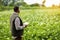 Farmer or agronomist uses digital tablet to analyse and check the growth and disease of the blooming plants in the