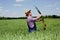 Farmer or agronomist in the wheat field examining the yield quality.