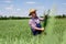 Farmer or agronomist in the wheat field examining the yield quality.