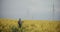 Farmer Amidst Yellow Flowering Plants In Farm.