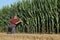 Farmer analyze corn plants in field