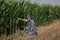 Farmer analyze corn plants in field