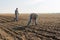 Farmer analyze soya seed after sowing crops at agricultural field in spring