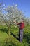 Farmer analyzes flower cherry