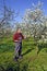 Farmer analyzes flower cherry