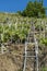 A farmer applies pesticides in a vineyard